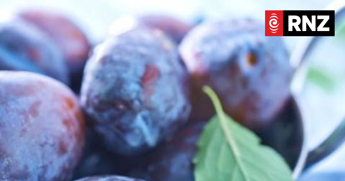 Summer bummer: Black Doris plums wiped out by Cyclone Gabrielle - Vimarsana News