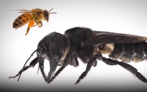 Wallace's giant bee is the world's largest bee.