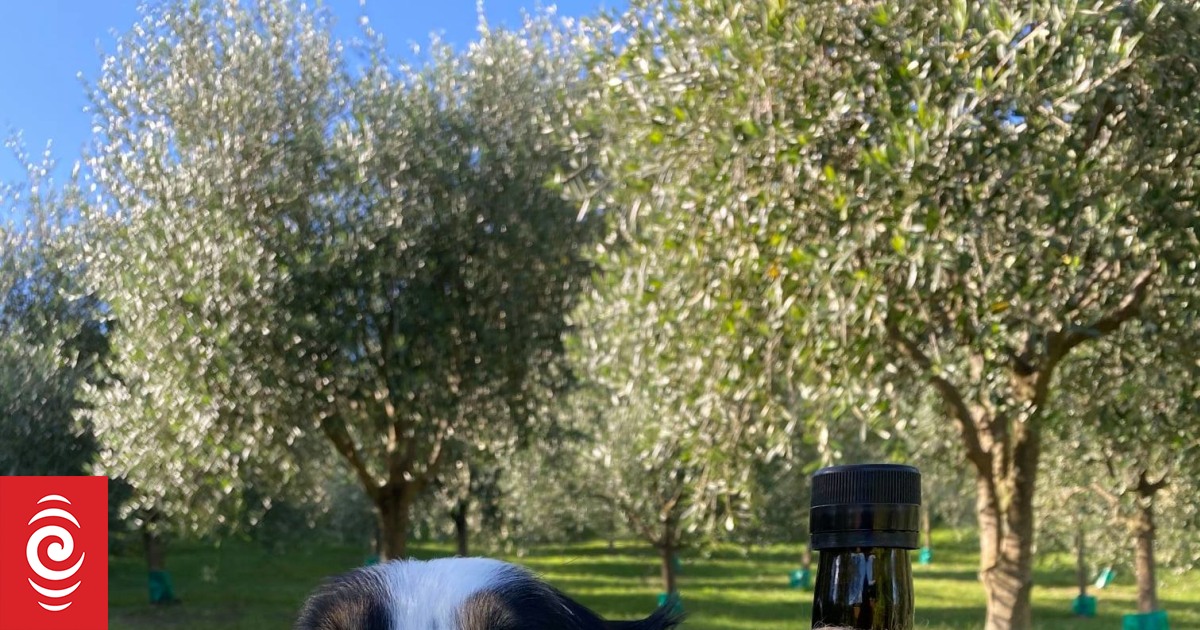 A doctor, an island and oil: The olive journey of Peter Crelinsten - Vimarsana News