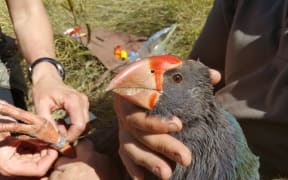 A young takahē, named Telfer, is given a numbered metal leg band and a radio transmitter.