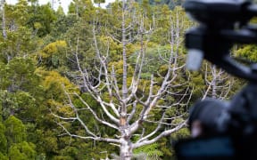 Over the Waitākere forest canopy it's not hard to see the damage kauri dieback has done.