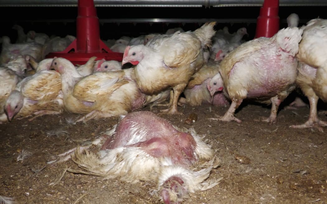 The stark reality of producing cheap chicken | RNZ