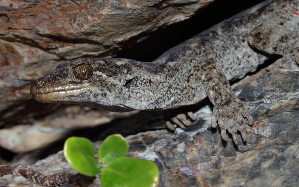 New species of New Zealand gecko hidden in plain sight | RNZ News