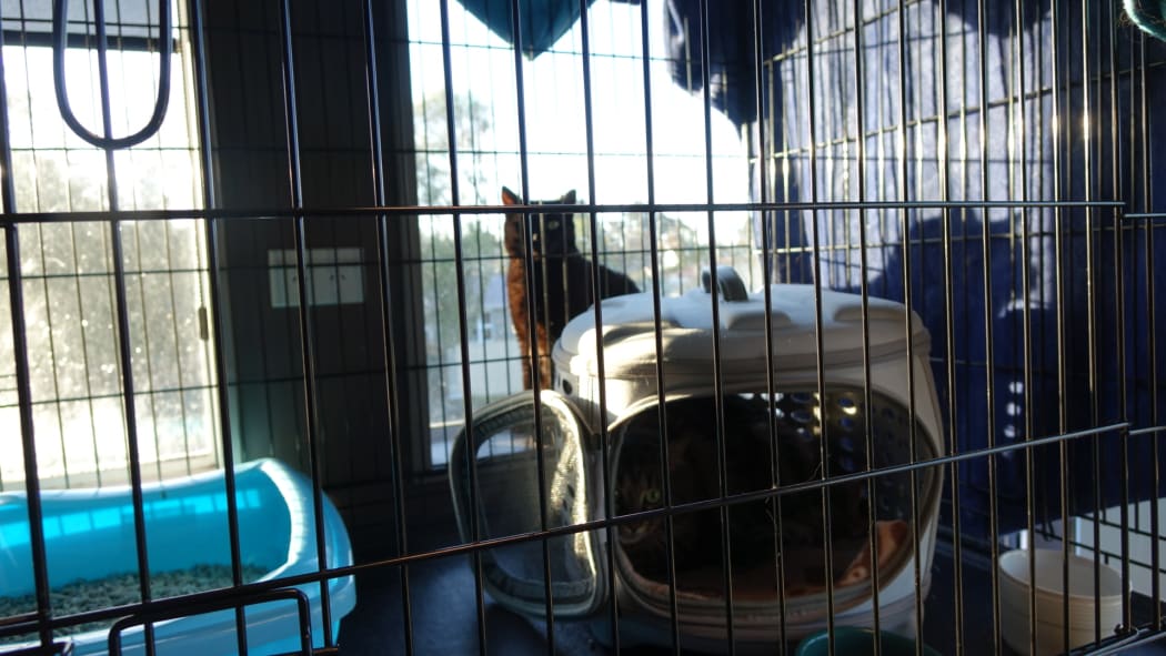 Newly recovered cats are put in a large cage which has a sleeping pod inside.