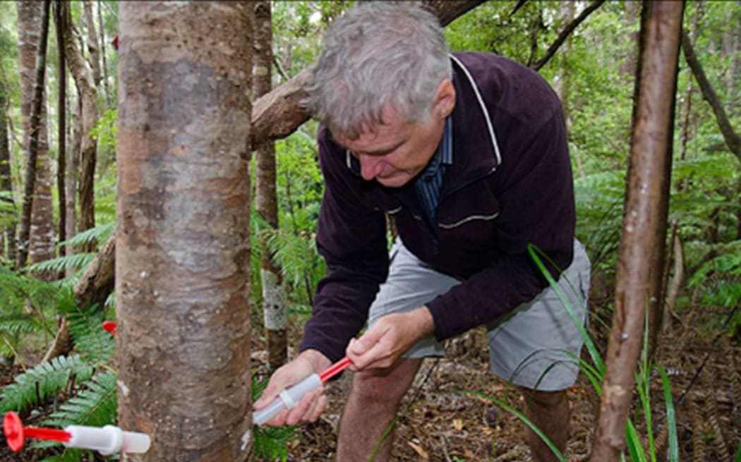 Dr Ian Horner injects a young kauri tree  with phosphite.