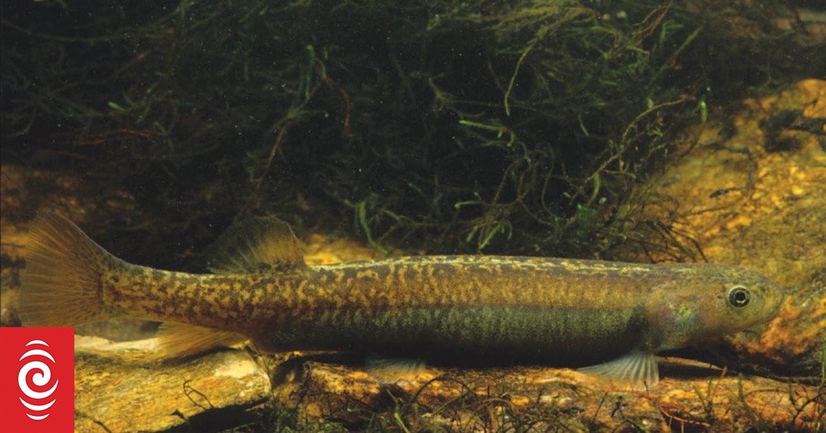 Rare fish's habitat fenced off for its own good - Vimarsana News