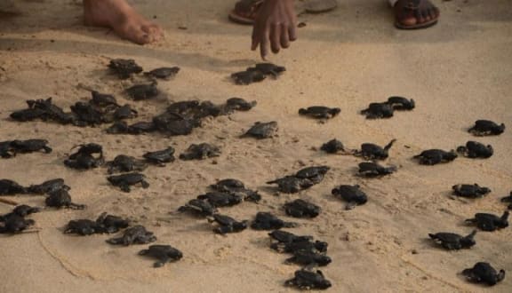 Our Own Oydsseys Turtles of Ghana A Gallery from Nights RNZ National