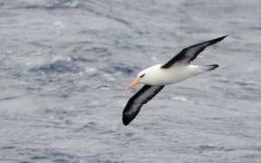 Black-browed Albatros flying over water.