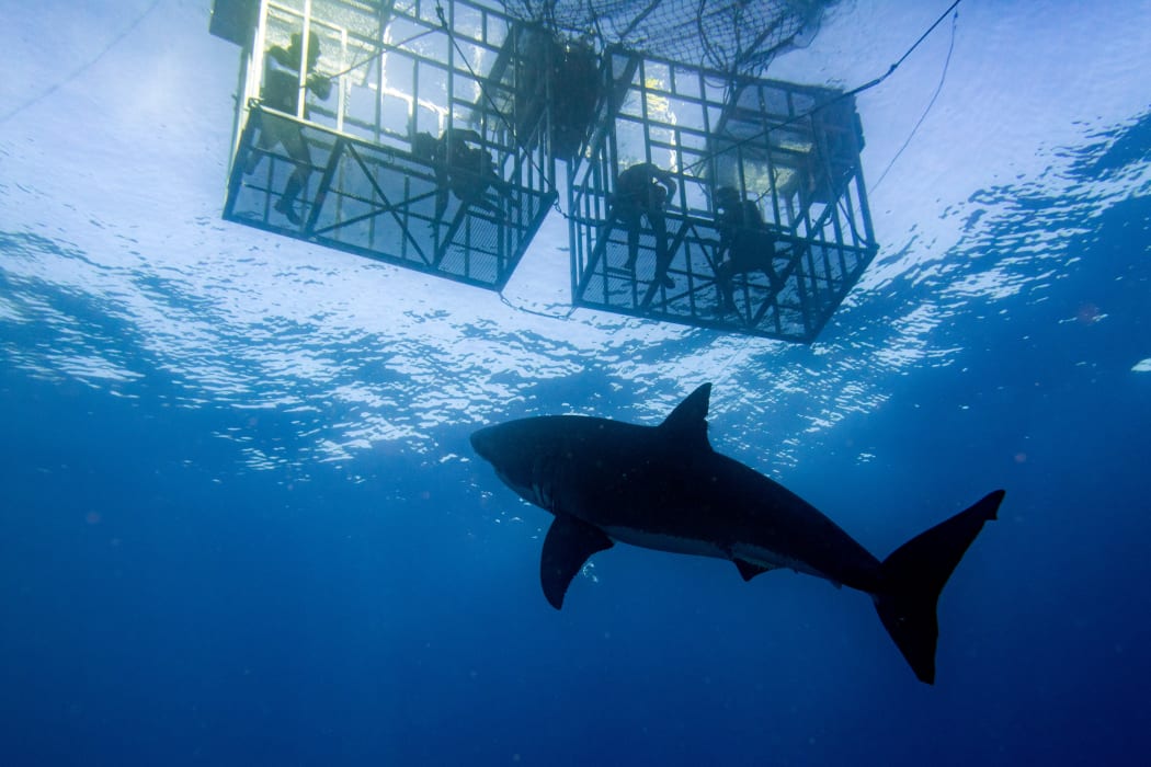 Court ruling sinks teeth into shark cage diving RNZ News
