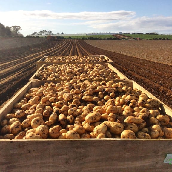 Harvested potatoes from Bhana Family Farms.