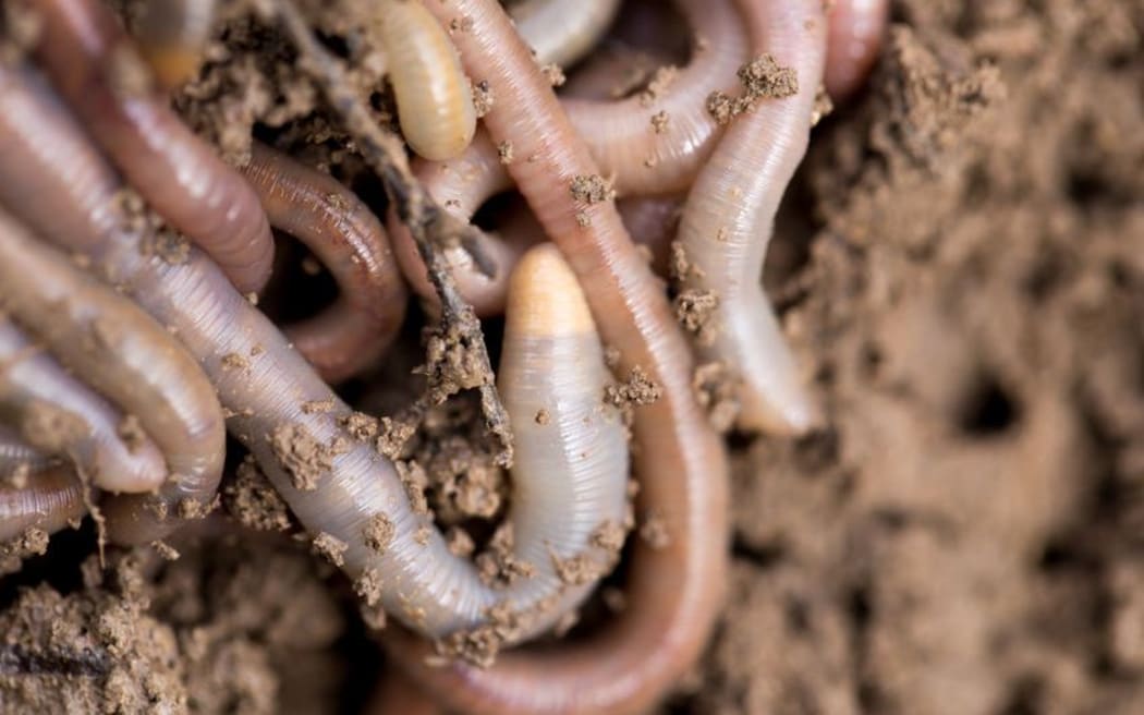 Earthworms on soil.