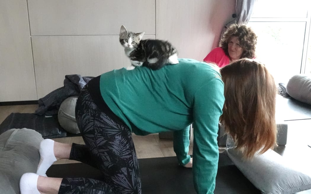 Kitten yoga at Yin Side Yoga in Paihia. Pitcured on 28 October 2023.