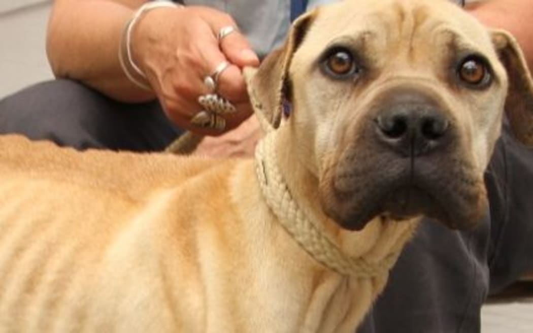 Whangarei SPCA inspectors rescued a record six emaciated dogs in October 2014.