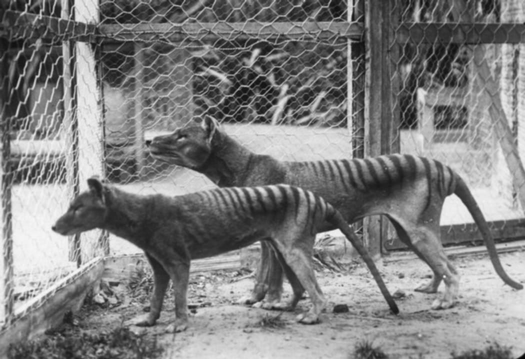 New Zealand Tasmanian tiger pelt provides DNA of extinct marsupial | RNZ  News