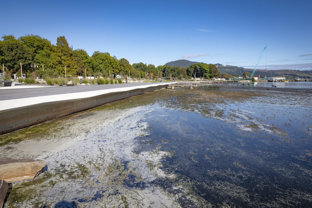 Lake weed near a Rotorua lake front development is creating a terrible smell.