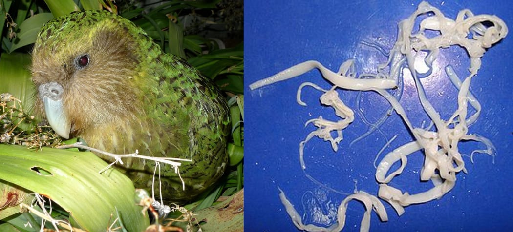 Kakapo and tapeworm