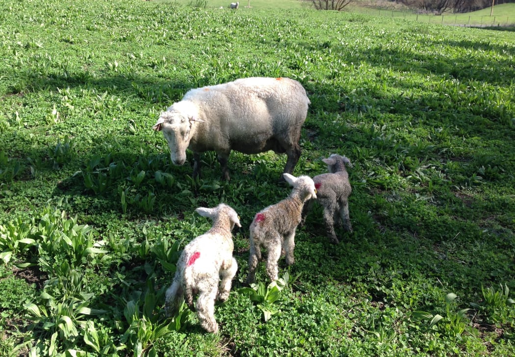 Lambing at Marlow Hill farm, Hawkes Bay 2018