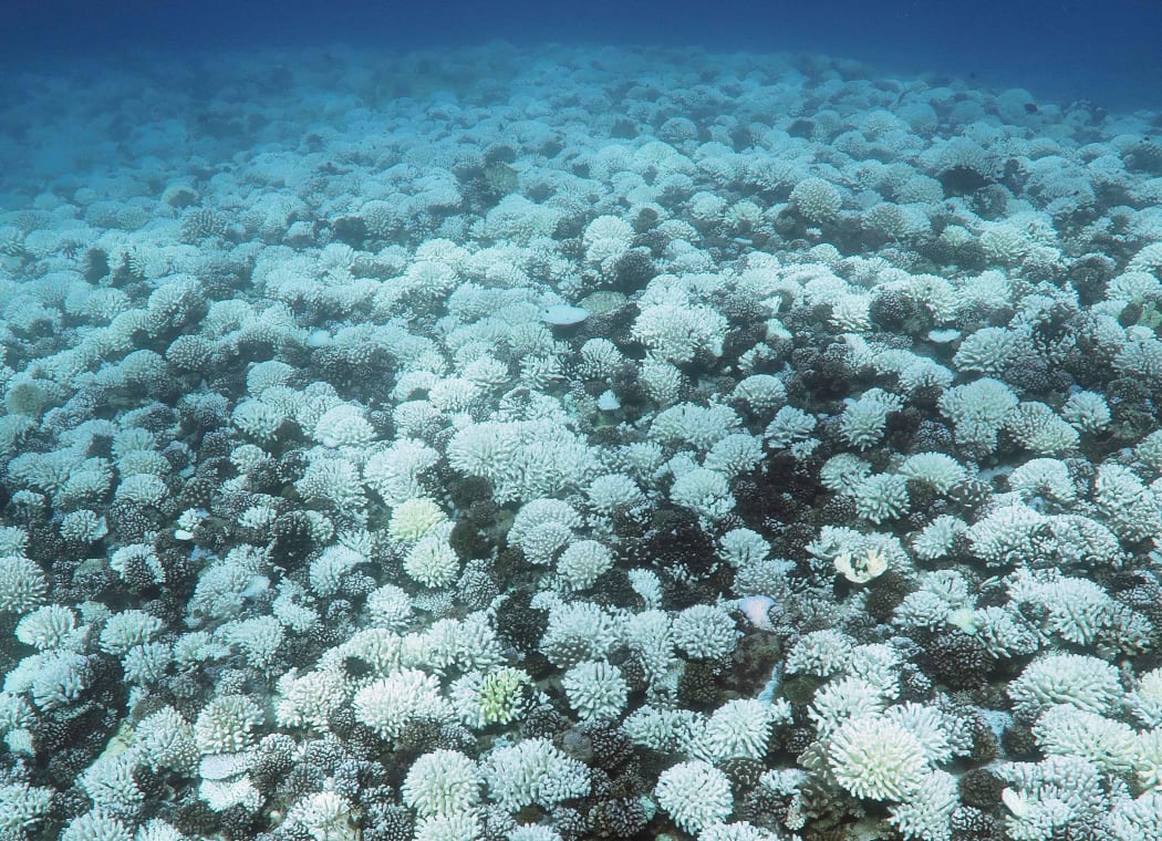 Coral bleaching in Moorea