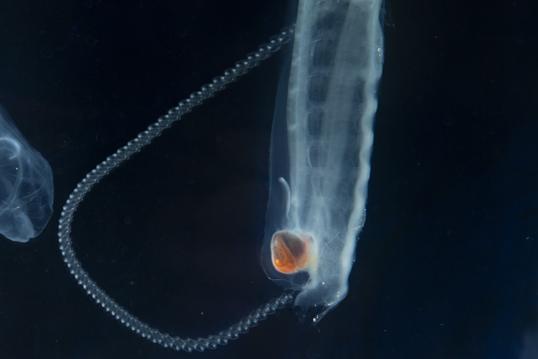 Stage 2 of the salp life cycle. A Salpa thompsoni oozooid releasing a chain of blastozooids.This process occurs over many hours, and a chain can have about 120 zooids 'buds'.