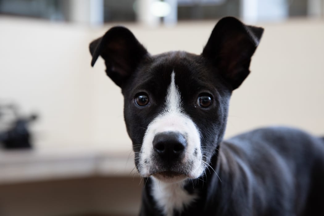 Gap in legislation allowing rise in dodgy breeders – Dogs NZ