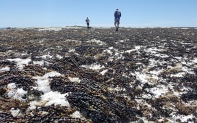 Dead seaweed litters the shore of the Kaikoura Peninsula.