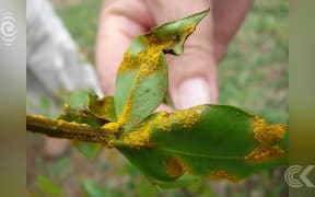 Myrtle rust discovered on mainland New Zealand