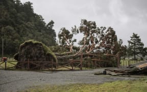 West Coast storm. Murray Wyatt's farm was smashed by the storm with sheds and hundred year old trees down.