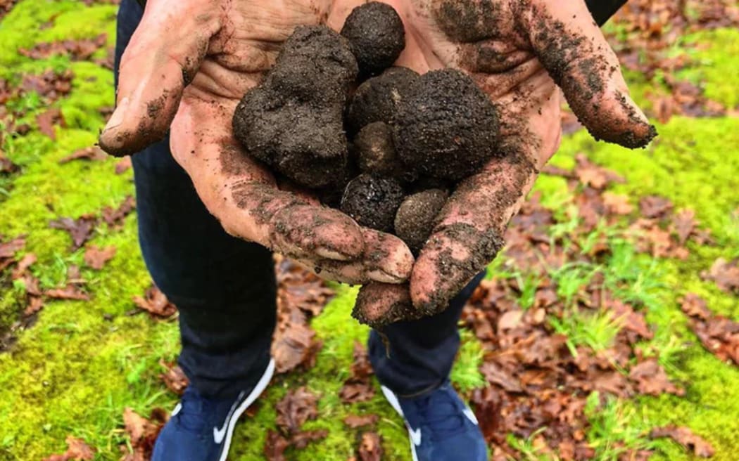 Sharing tips on black truffle growing RNZ