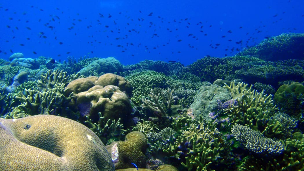 Healthy coral reefs are a vibrant patchwork of colour and texture.
