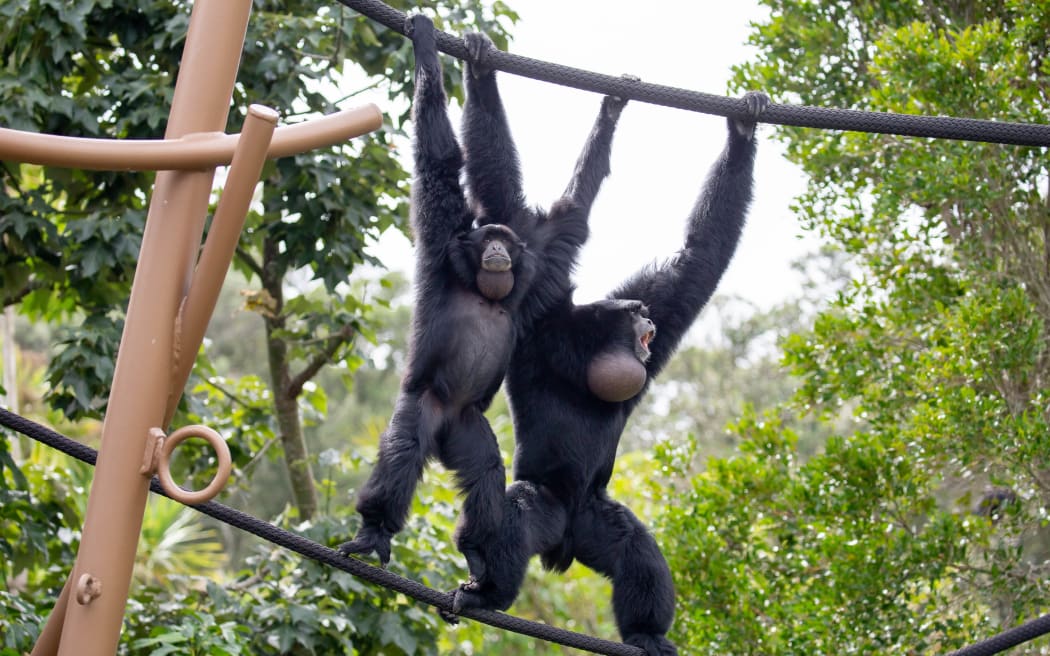 Siamangs at Auckland Zoo