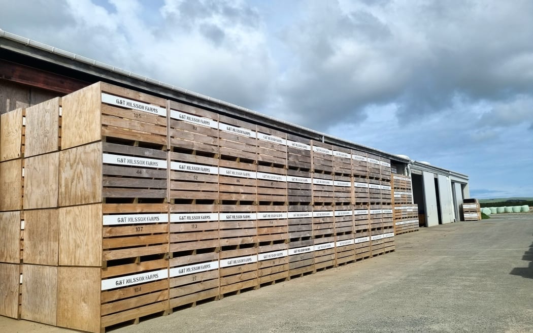 Bins for harvested kumara in Kaipara.