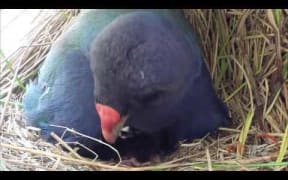 Miracle chick for infertile Takahe couple:  RNZ Checkpoint