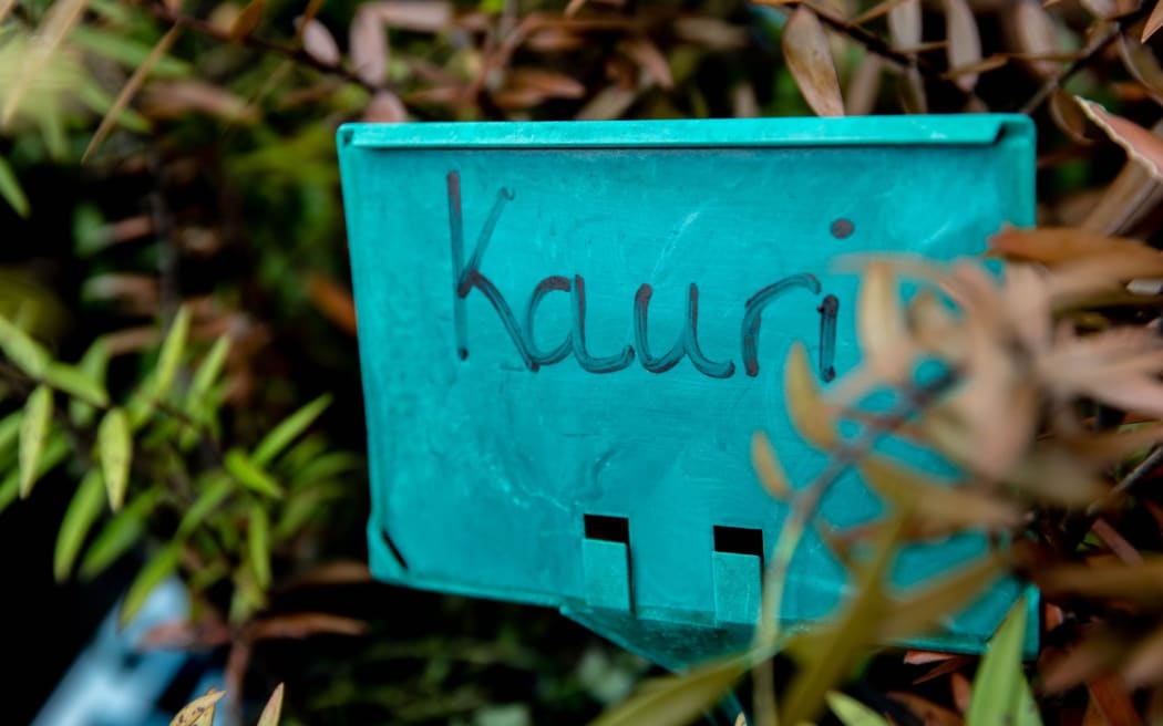 Auckland's first kauri dieback sniffer dogs ready for work RNZ