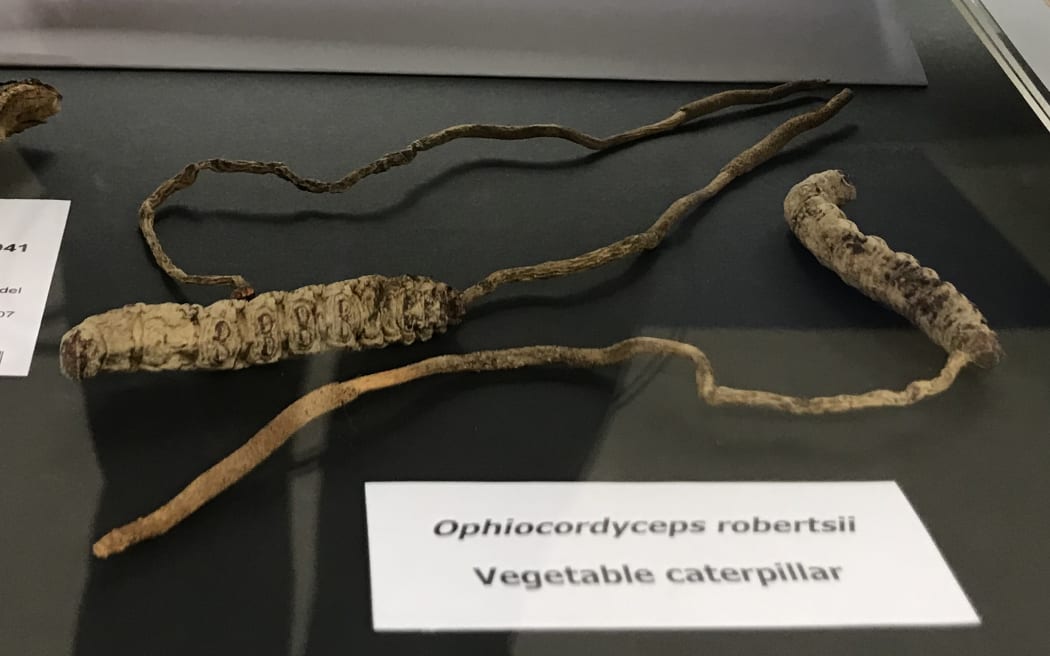 There are some vegetable caterpillar fungi - there are two caterpillars that look mummified, there is fungi growing out of the bottom of them, and a label. They sit on a glass shelf in a cabinet.