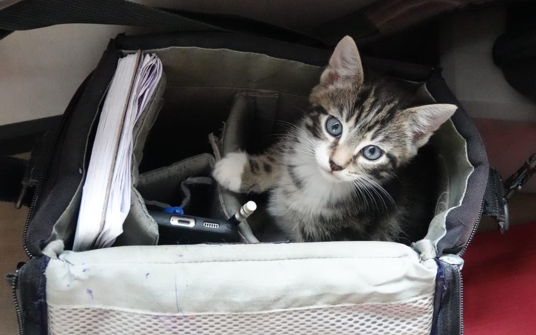 Kitten yoga at Yin Side Yoga in Paihia. Pitcured on 28 October 2023.