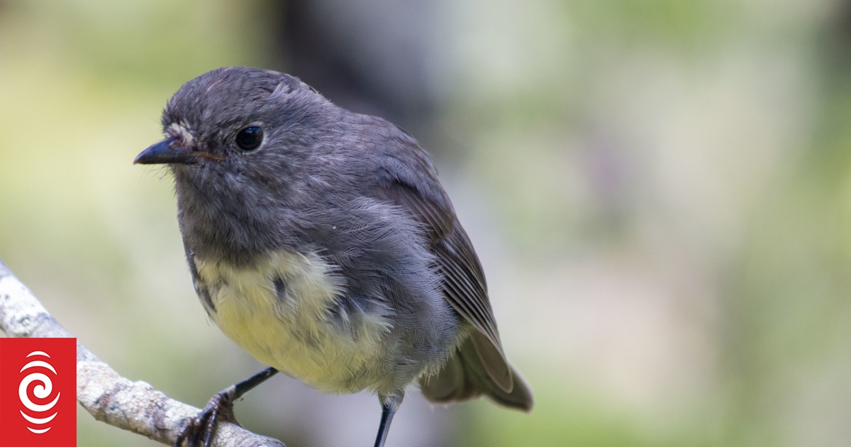 Toutouwai are flying high at Abel Tasman - Vimarsana News