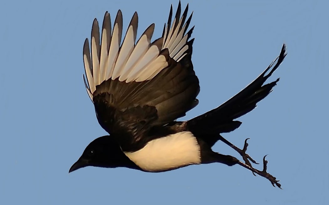 Dr Grainne Cleary Why do Birds Do That? RNZ