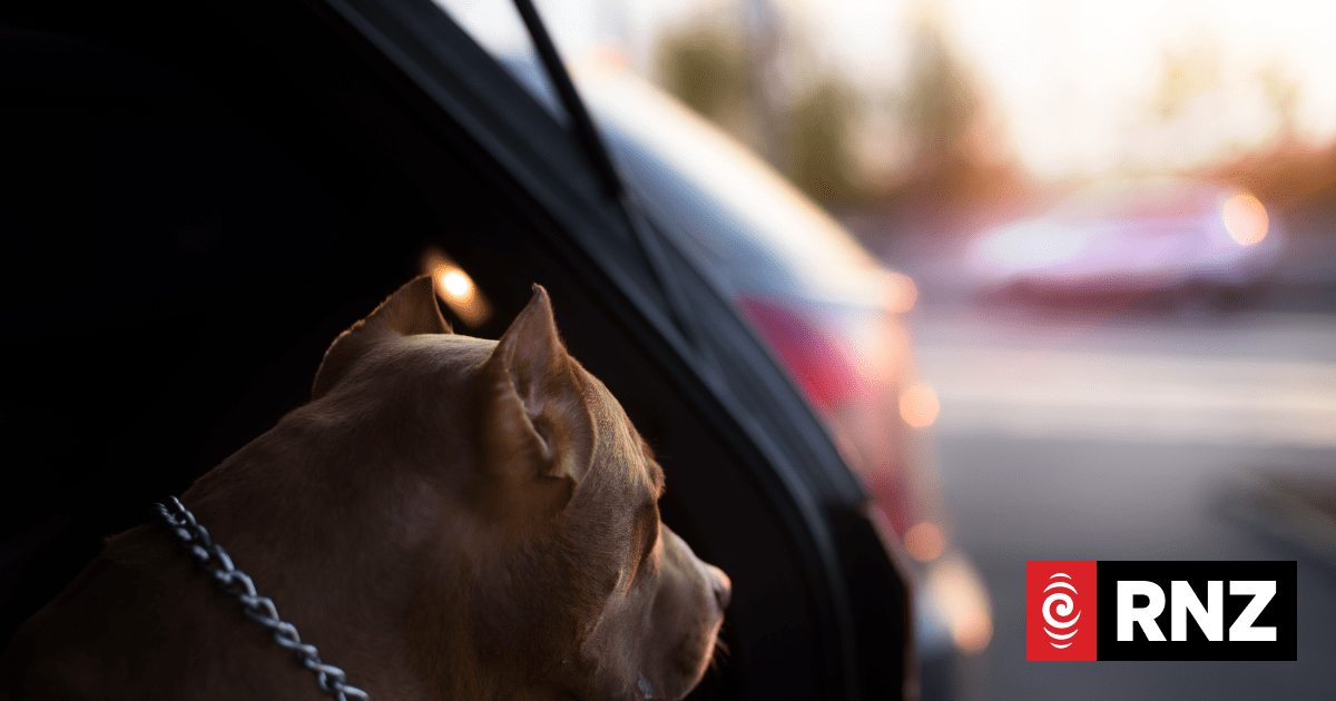 Auckland Council increases dog control team in midst of rising abuse, attacks and roaming dogs - Vimarsana News