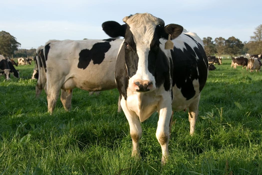 MPI announces plan to cull cows infected with M bovis on Mid-Canterbury farm  | RNZ News