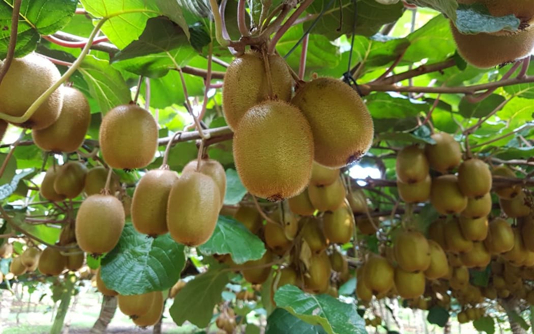 Haywood Green Kiwifruit