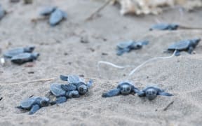 Hundreds of dead Loggerhead turtle hatchlings have been found at Mon Repos beach.