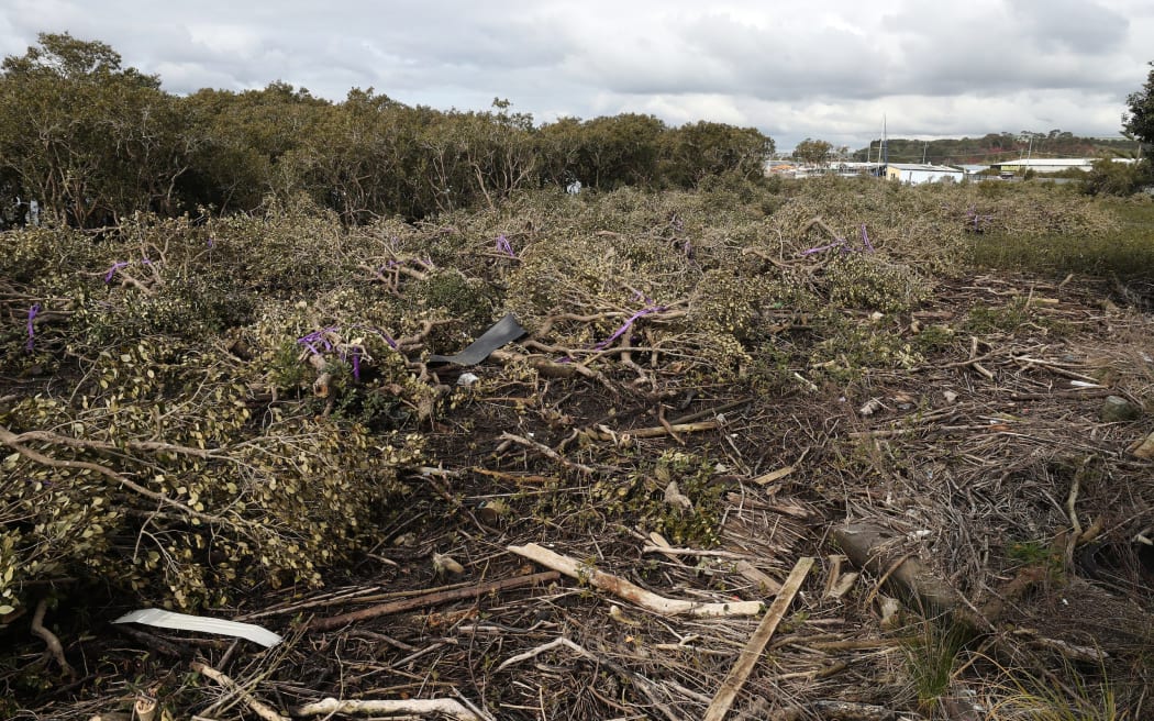 Port Road mangroves on 7 August, chopped down to make way for $20 million Okara marina.