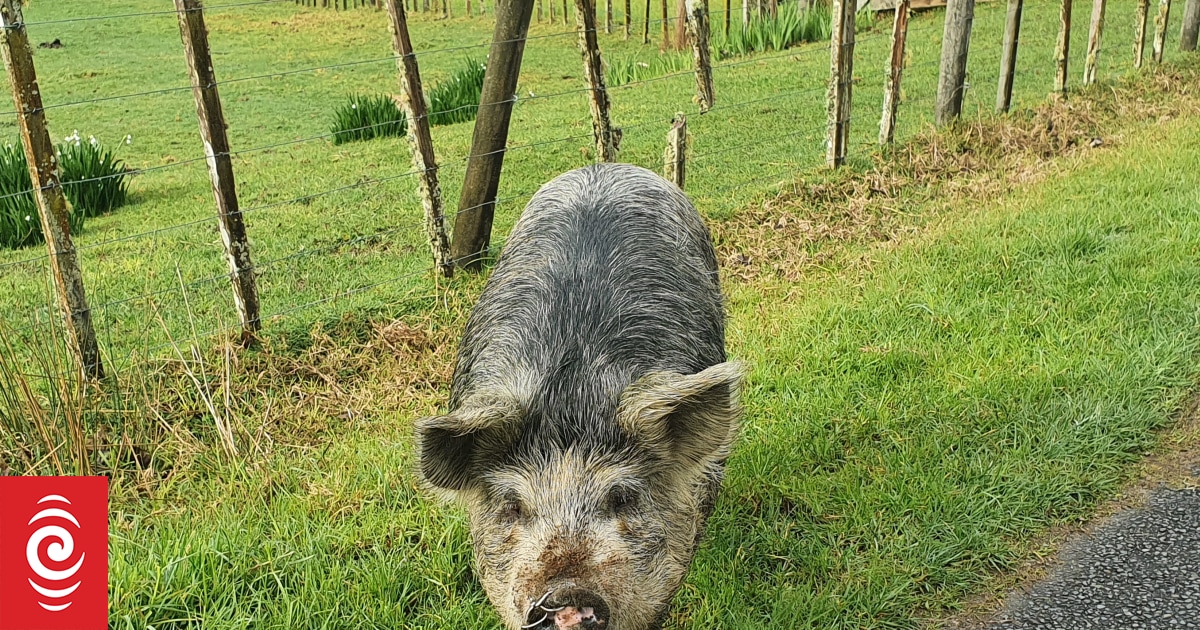 Wild pigs roaming in St Bathans RNZ