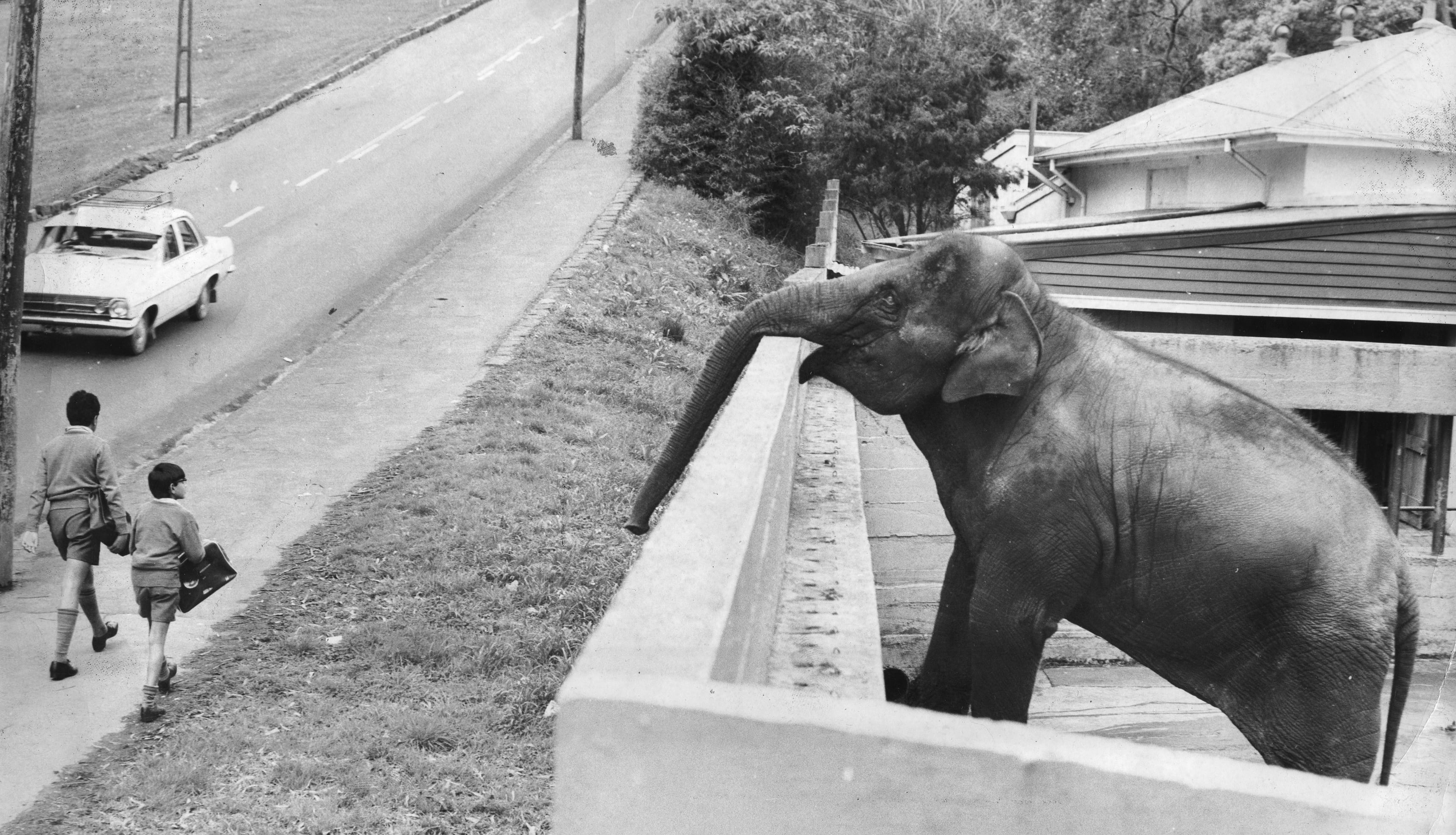 Auckland Zoo 100 Years, 100 Stories A Gallery from Saturday Morning
