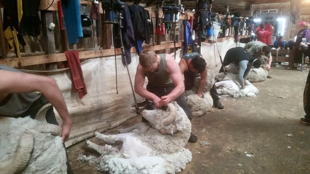 Jacob Moore from Marton is part of a group of about 60 young shearers who follow the summer seasons for work.