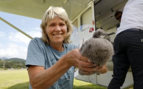 Fluttering shearwater/pakahā chicks from Long Island have been translocated to Cape Farewell for a second year in a row. SUPPLIED: ANTHONY PHELPS/STUFF - SINGLE USE ONLY
