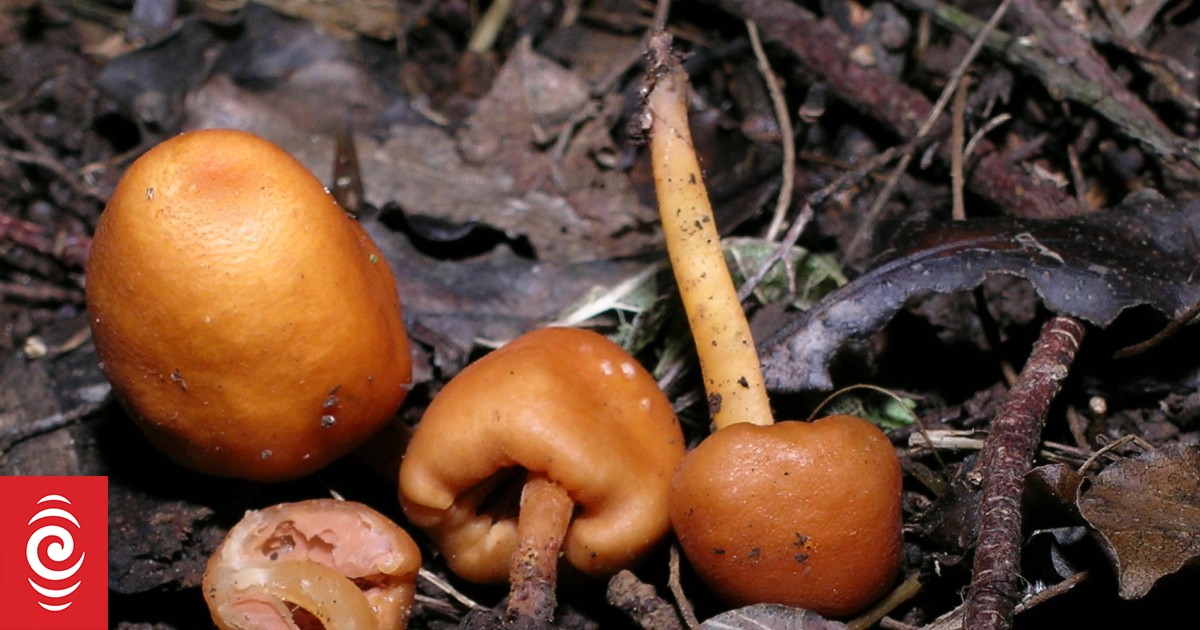 Critter of the Week Fishy Pouch Fungus | RNZ