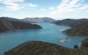 New Zealand King Salmon had hoped extending its Te Pangu Bay farm would prevent salmon from dying over hotter summers.