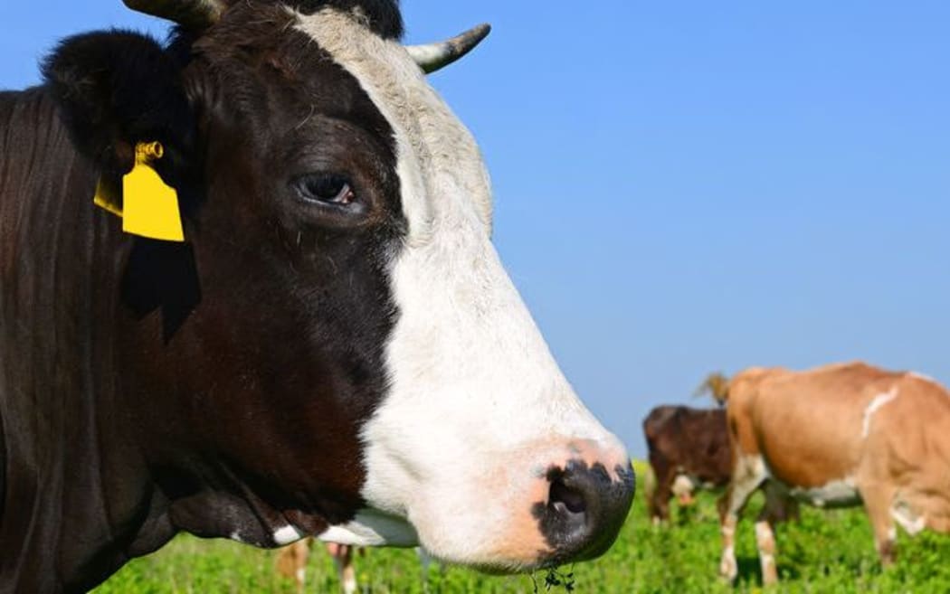 The size of the latest drop in international dairy prices has taken dairy farmers and commentators by surprise.