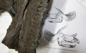A piece of the triceratops skeleton and a diagram showing what the head will look like.